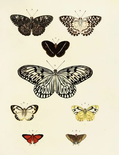 Foreign Butterflies Occurring In The Three Continents Asia Africa And America Pl 167