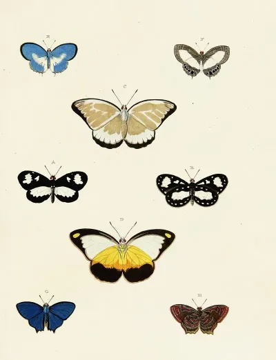 Foreign Butterflies Occurring In The Three Continents Asia Africa And America Pl 168