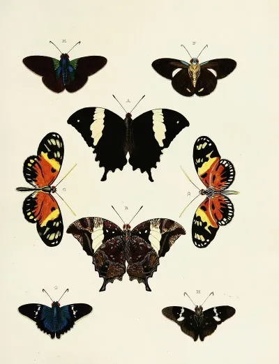 Foreign Butterflies Occurring In The Three Continents Asia Africa And America Pl 169