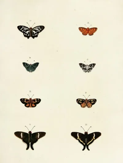 Foreign Butterflies Occurring In The Three Continents Asia Africa And America Pl 171