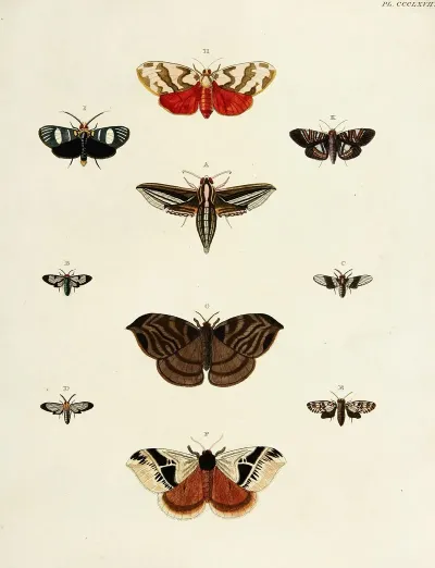 Foreign Butterflies Occurring In The Three Continents Asia Africa And America Pl 172