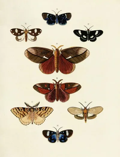 Foreign Butterflies Occurring In The Three Continents Asia Africa And America Pl 174