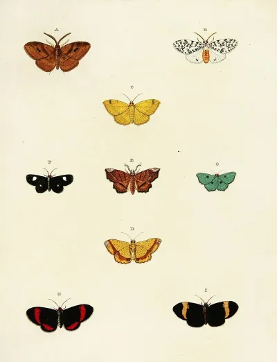 Foreign Butterflies Occurring In The Three Continents Asia Africa And America Pl 175