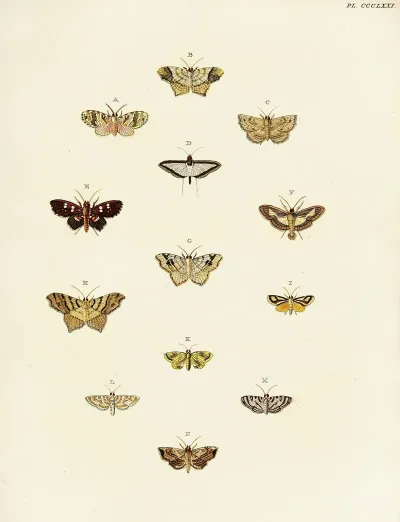 Foreign Butterflies Occurring In The Three Continents Asia Africa And America Pl 176