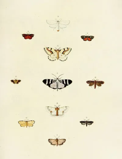 Foreign Butterflies Occurring In The Three Continents Asia Africa And America Pl 177