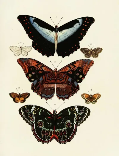 Foreign Butterflies Occurring In The Three Continents Asia Africa And America Pl 178
