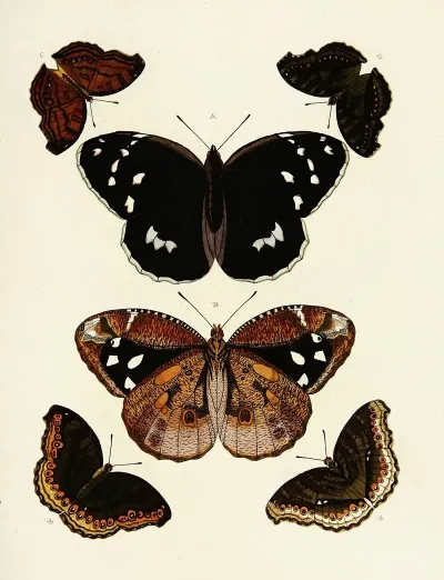 Foreign Butterflies Occurring In The Three Continents Asia Africa And America Pl 179