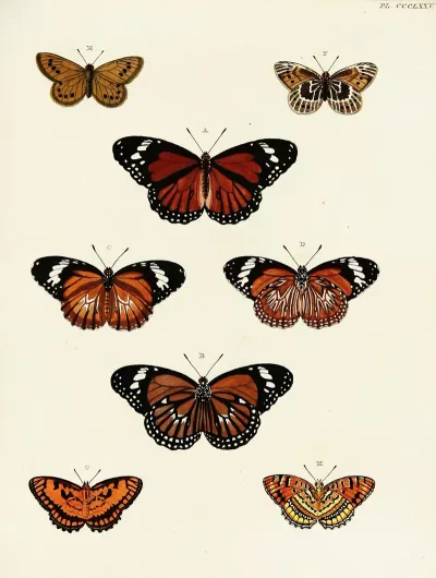 Foreign Butterflies Occurring In The Three Continents Asia Africa And America Pl 180