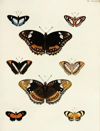 Foreign Butterflies Occurring In The Three Continents Asia Africa And America Pl 181