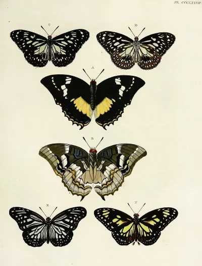 Foreign Butterflies Occurring In The Three Continents Asia Africa And America Pl 182