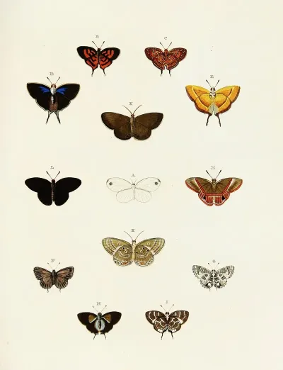 Foreign Butterflies Occurring In The Three Continents Asia Africa And America Pl 184