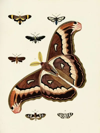 Foreign Butterflies Occurring In The Three Continents Asia Africa And America Pl 187