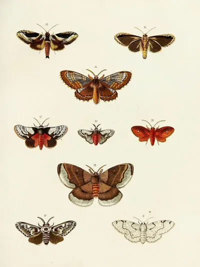 Foreign Butterflies Occurring In The Three Continents Asia Africa And America Pl 188