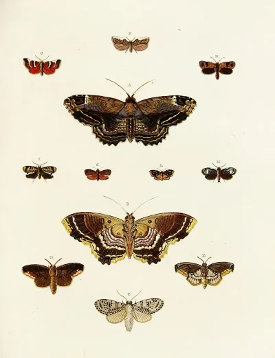 Foreign Butterflies Occurring In The Three Continents Asia Africa And America Pl 189