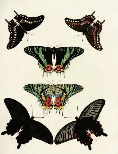 Foreign Butterflies Occurring In The Three Continents Asia Africa And America Pl 190