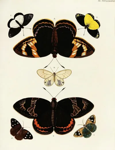 Foreign Butterflies Occurring In The Three Continents Asia Africa And America Pl 192