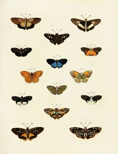 Foreign Butterflies Occurring In The Three Continents Asia Africa And America Pl 196