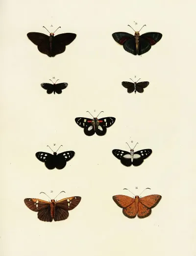 Foreign Butterflies Occurring In The Three Continents Asia Africa And America Pl 198
