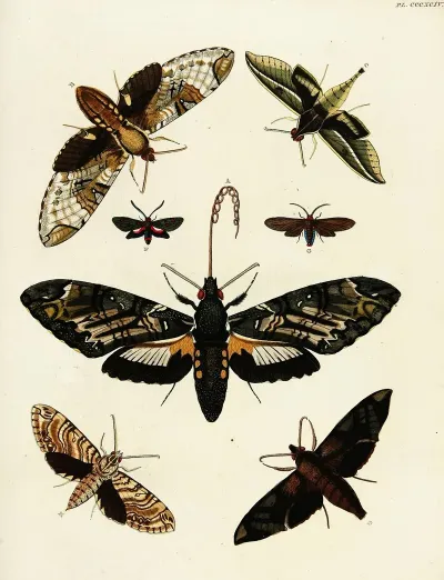 Foreign Butterflies Occurring In The Three Continents Asia Africa And America Pl 199