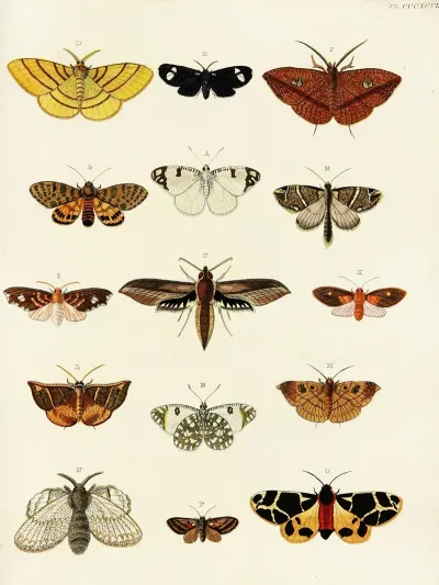 Foreign Butterflies Occurring In The Three Continents Asia Africa And America Pl 202