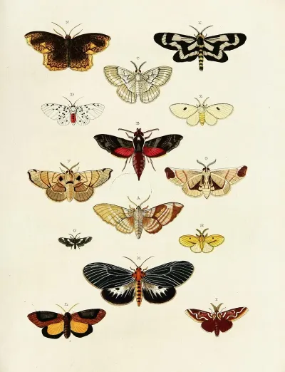 Foreign Butterflies Occurring In The Three Continents Asia Africa And America Pl 203