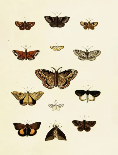 Foreign Butterflies Occurring In The Three Continents Asia Africa And America Pl 204