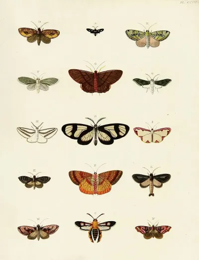 Foreign Butterflies Occurring In The Three Continents Asia Africa And America Pl 205