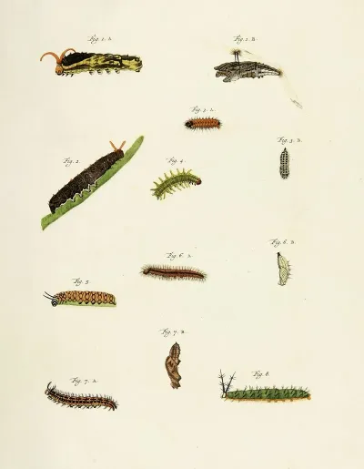 Foreign Butterflies Occurring In The Three Continents Asia Africa And America Pl 206