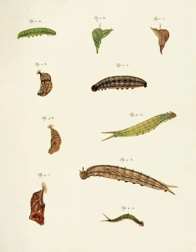 Foreign Butterflies Occurring In The Three Continents Asia Africa And America Pl 208