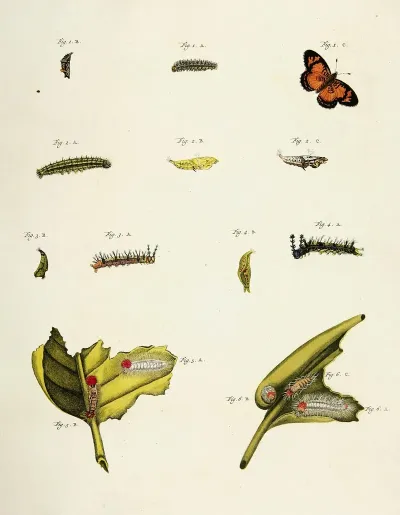 Foreign Butterflies Occurring In The Three Continents Asia Africa And America Pl 209