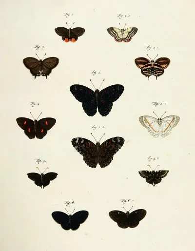 Foreign Butterflies Occurring In The Three Continents Asia Africa And America Pl 210