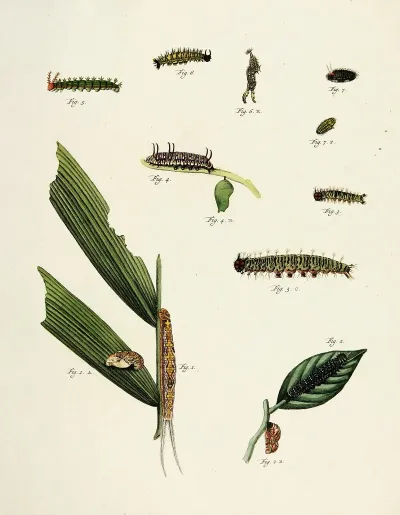 Foreign Butterflies Occurring In The Three Continents Asia Africa And America Pl 211