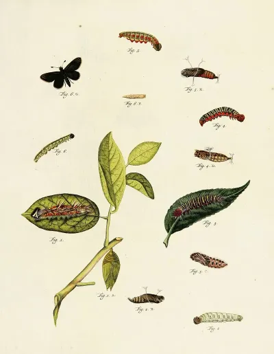 Foreign Butterflies Occurring In The Three Continents Asia Africa And America Pl 212