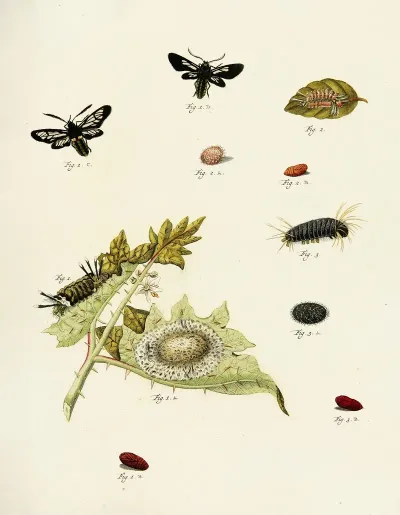 Foreign Butterflies Occurring In The Three Continents Asia Africa And America Pl 216