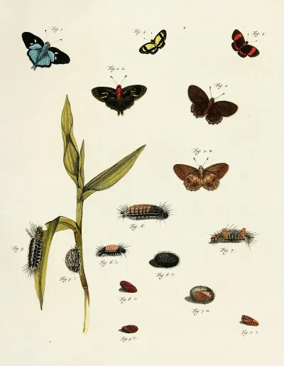 Foreign Butterflies Occurring In The Three Continents Asia Africa And America Pl 218