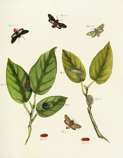 Foreign Butterflies Occurring In The Three Continents Asia Africa And America Pl 219