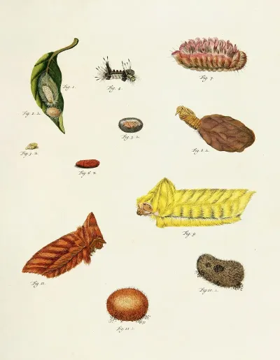 Foreign Butterflies Occurring In The Three Continents Asia Africa And America Pl 220