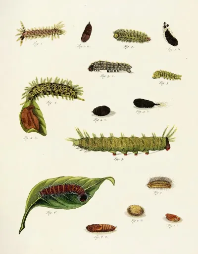 Foreign Butterflies Occurring In The Three Continents Asia Africa And America Pl 222