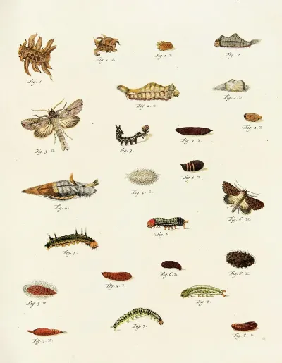 Foreign Butterflies Occurring In The Three Continents Asia Africa And America Pl 223