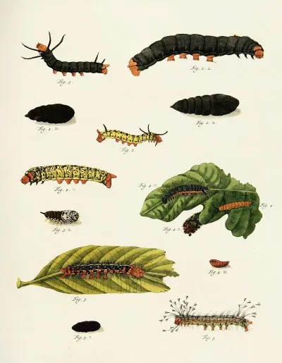 Foreign Butterflies Occurring In The Three Continents Asia Africa And America Pl 224