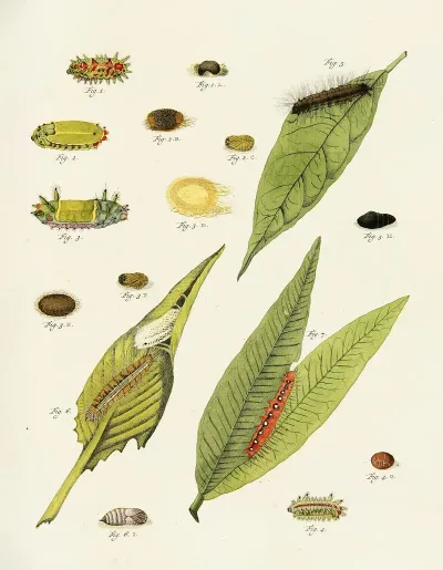 Foreign Butterflies Occurring In The Three Continents Asia Africa And America Pl 226