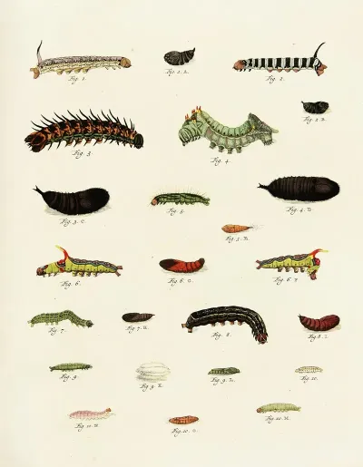 Foreign Butterflies Occurring In The Three Continents Asia Africa And America Pl 227