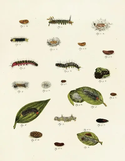 Foreign Butterflies Occurring In The Three Continents Asia Africa And America Pl 228
