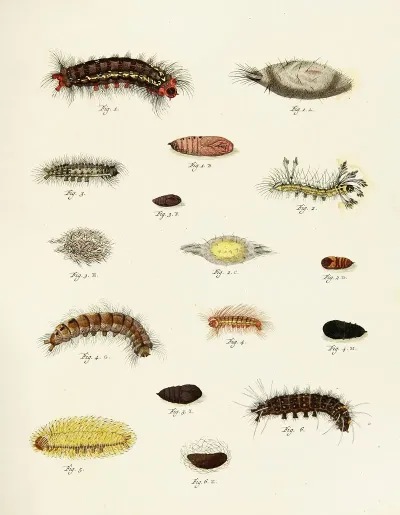 Foreign Butterflies Occurring In The Three Continents Asia Africa And America Pl 229
