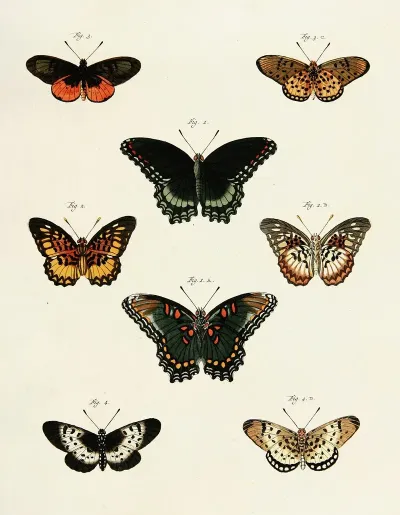 Foreign Butterflies Occurring In The Three Continents Asia Africa And America Pl 230