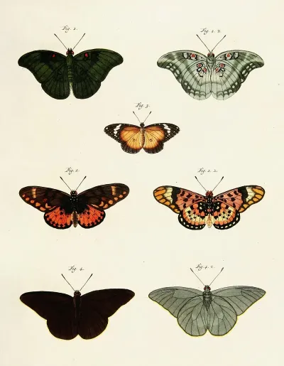Foreign Butterflies Occurring In The Three Continents Asia Africa And America Pl 233