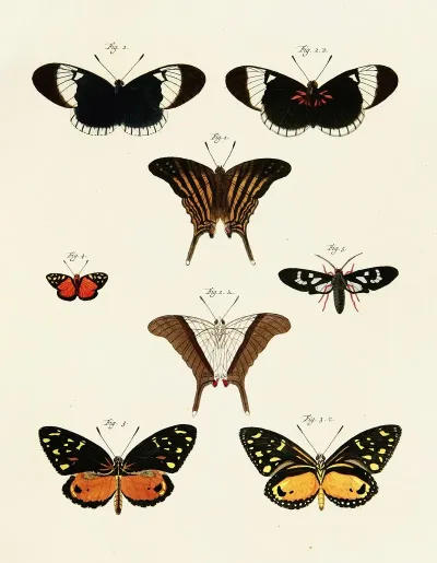 Foreign Butterflies Occurring In The Three Continents Asia Africa And America Pl 235