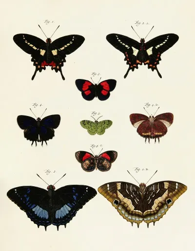 Foreign Butterflies Occurring In The Three Continents Asia Africa And America Pl 237