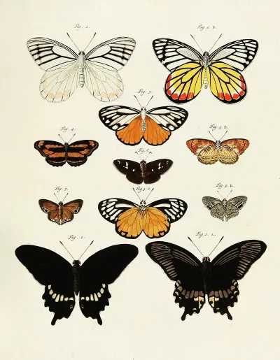Foreign Butterflies Occurring In The Three Continents Asia Africa And America Pl 238