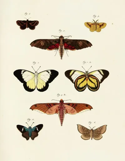 Foreign Butterflies Occurring In The Three Continents Asia Africa And America Pl 240